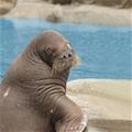 Hagenbeck – Hamburgs tierisches Original