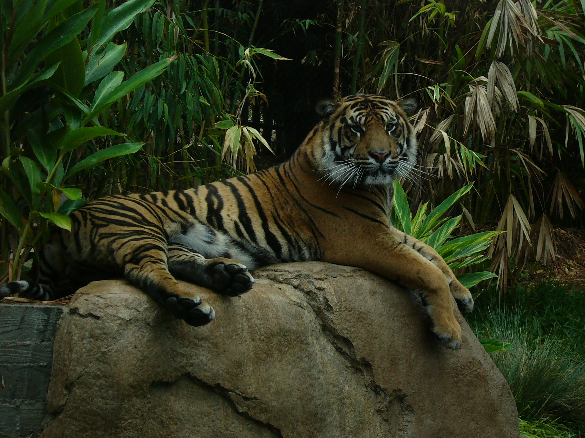 zoo billund gravid første gang zoo billund gravid første gang