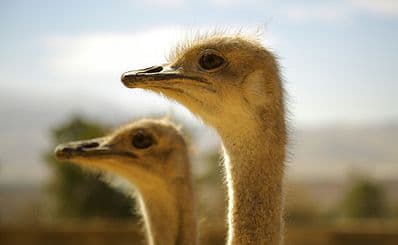 Curaçao Ostrich Farm
