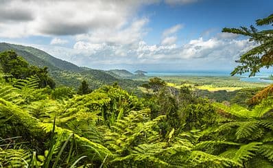 Daintree Rainforest