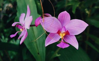 Phantasea Tropical Botanical Garden