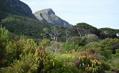 Kirstenbosch National Botanical Gardens