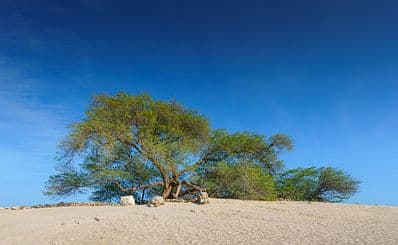 Tree of Life