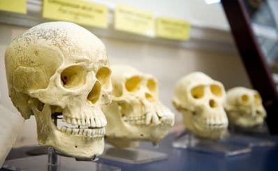 Anatomy Museum