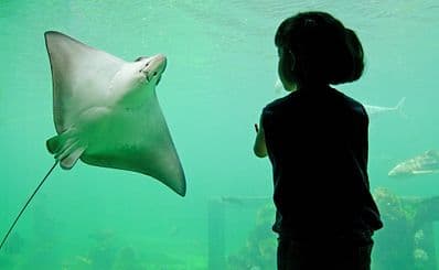 National SEA LIFE Centre
