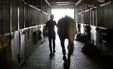 Haras Cerro Punta