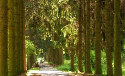 Central Botanical Garden