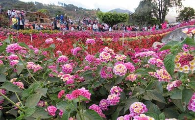 The Boquete Flower and Coffee Festival