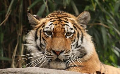Hagenbeck Zoo — the Wild Side of Hamburg