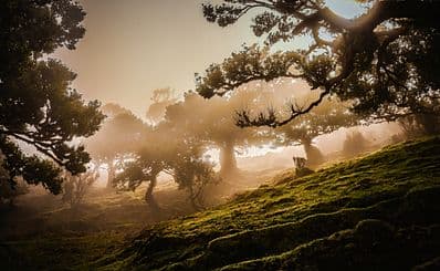 Forêt de Laurissilva