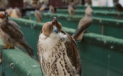 Falcon Souq