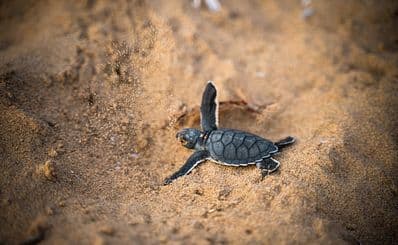 Paramáli Turtle Beach, Paramáli
