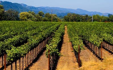 Wine Tasting