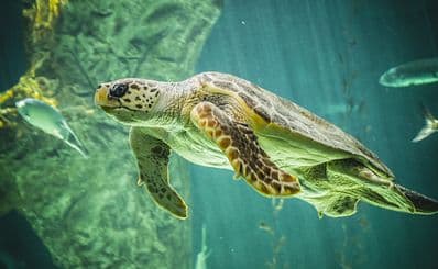 L'Oceanogràfic
