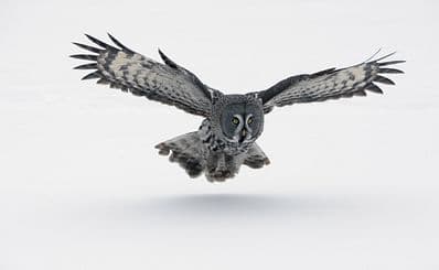 The Great Grey Owl (Pajala)