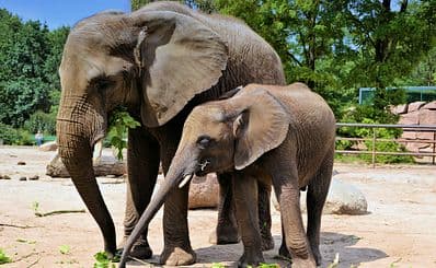 Zoo