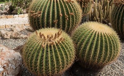 Orto Botanico