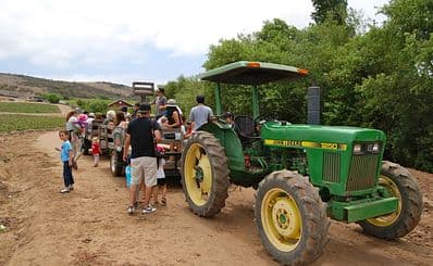 Tanaka Farms Watermelon Tours