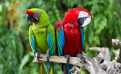 Bali Bird Park