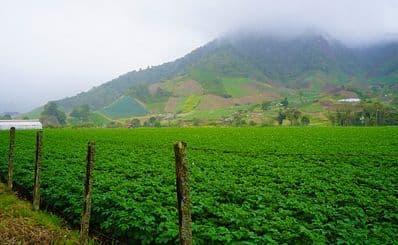 Cerro Punta