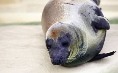 Biarritz Aquarium