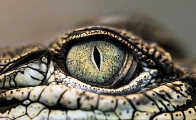 Koorana Crocodile Farm
