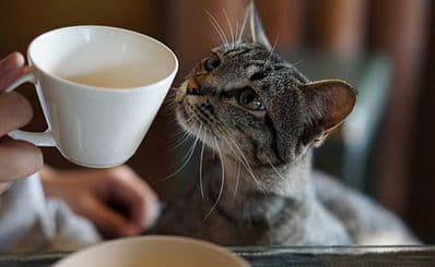 Regal Cat Cafe
