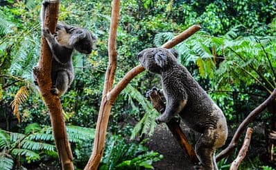 Blackbutt Nature Reserve