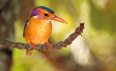 Bird Watching