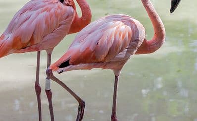 Manatí Park Bavaro