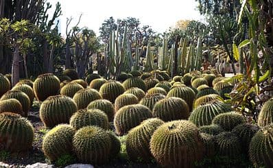 Cactus Thiemann