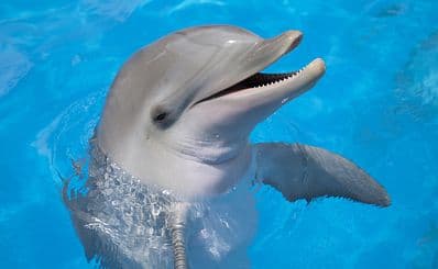 Dolphin Village