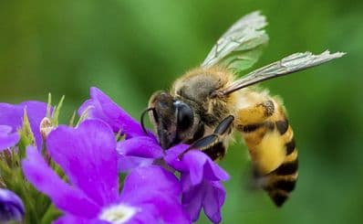 Clayridge Honey
