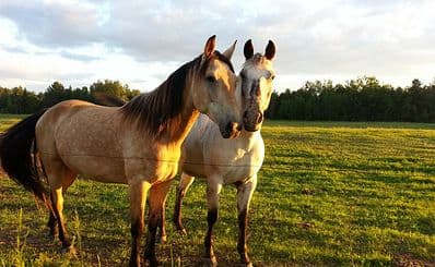 Horseback Riding