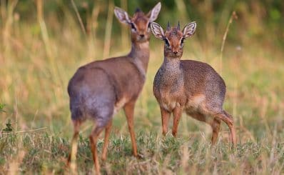 Ngong Hills Nature Reserve