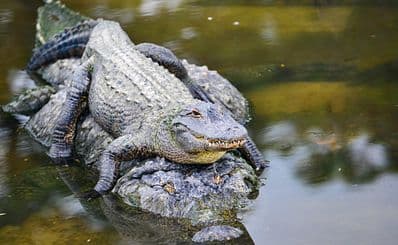 The Florida Everglades National Park