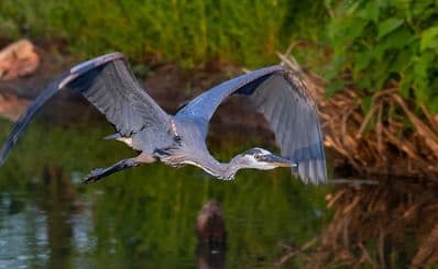 Osage Park