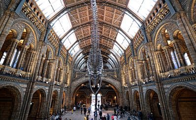 Natuurhistorisch Museum