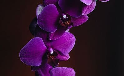 The Orchid Expo