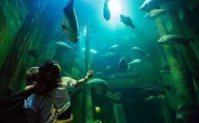 River Aquarium
