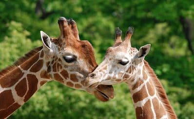 Melbourne Zoo