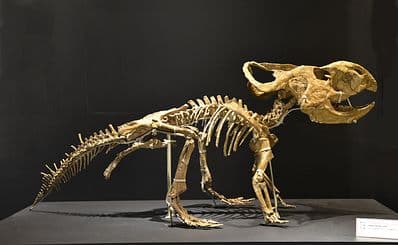 National Museum of Nature & Science