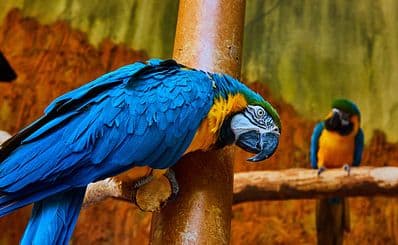 Bird Kingdom