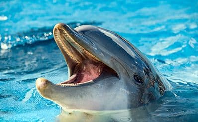 Dolphinaris Cancún