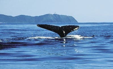 Whale Watching