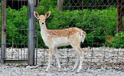 Lagoon Deer Park