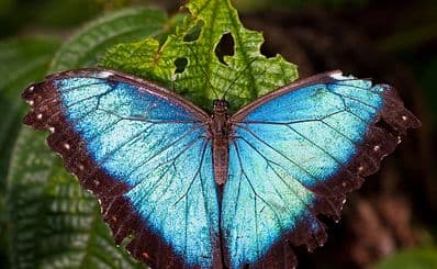Spirogyra Butterfly Garden
