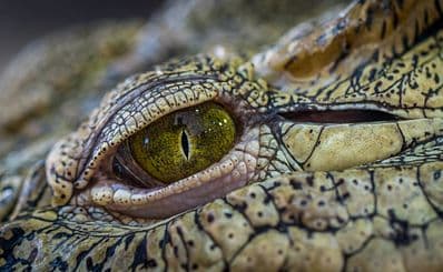 Australia Zoo
