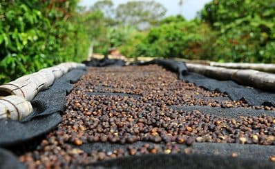 Coffee Plantation Visit