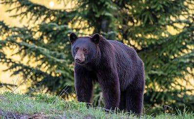 Whistler Bear Viewing Tours